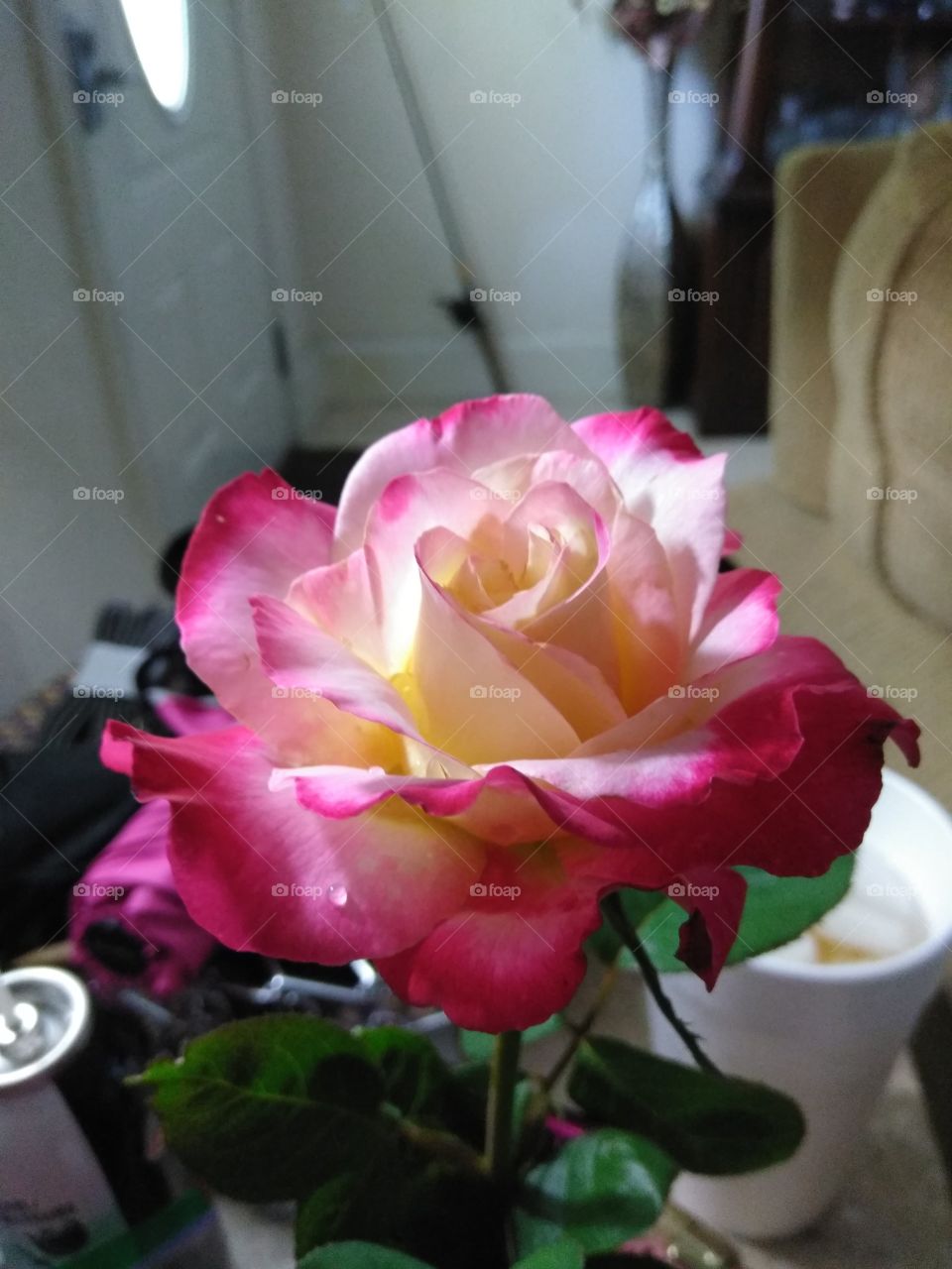 Double Delight Rose full bloom