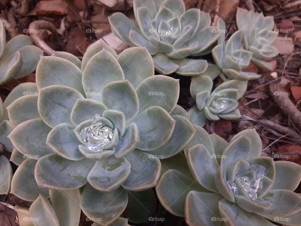 Desert rose succulents with dew drops