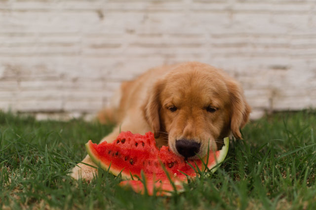 Starving Dog
