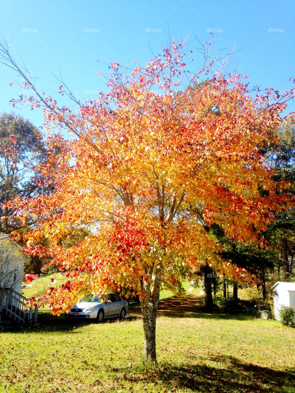 Beautiful Autumn Red Maple