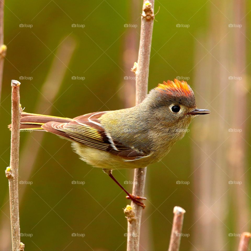 ruby-crowned  kinglet