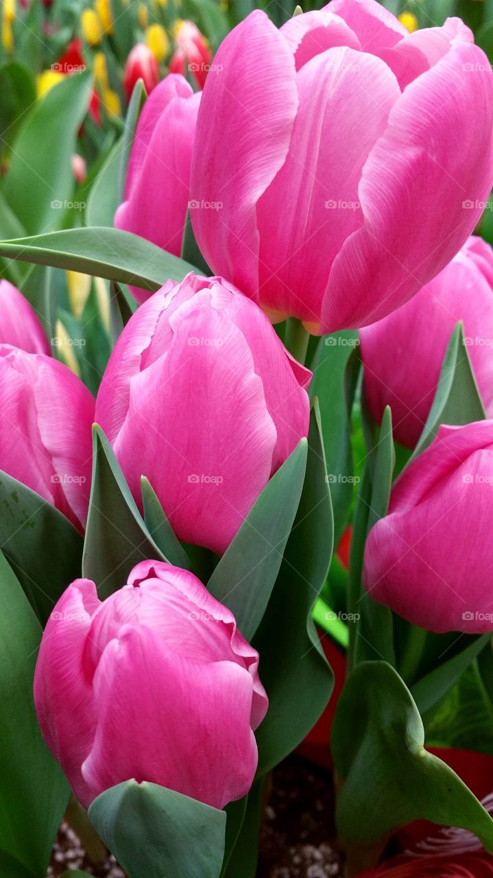 Pink Flowers