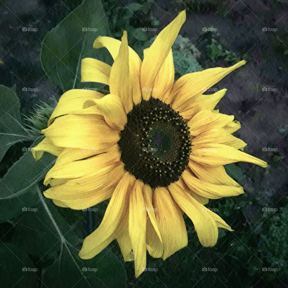 sunflower black background