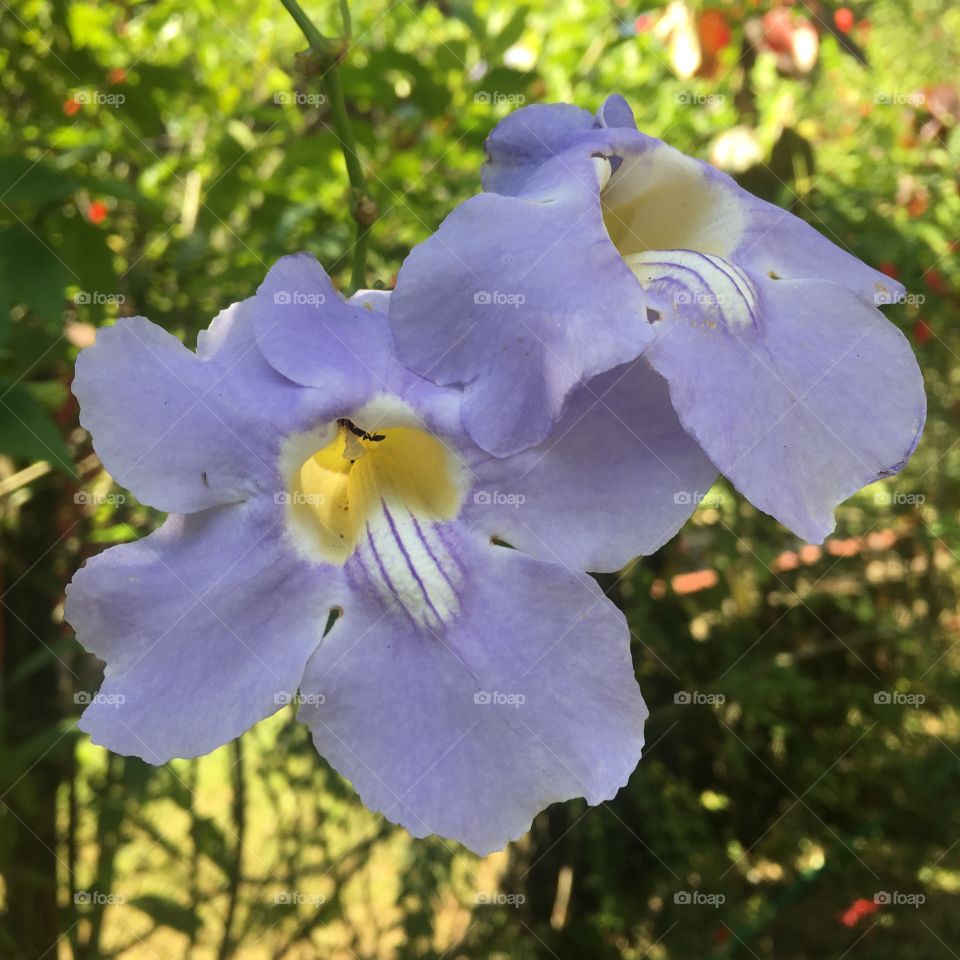 🌼#Flores do nosso #jardim, para alegrar e embelezar nosso dia!
#Jardinagem é nosso #hobby.
🌹
#flor #flowers #flower #pétalas #garden #natureza #nature #flora