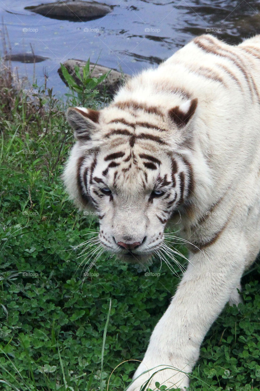 sneaky tiger. A tiger sneaking around the safari tourbus in the wild animal zoo, china.