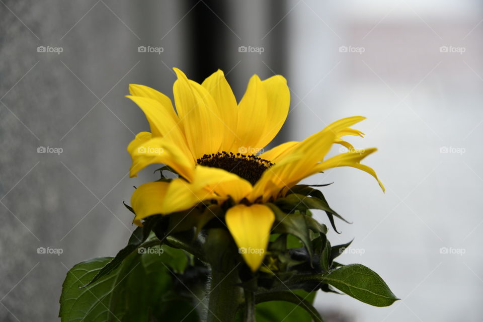 A un paso de la primavera - A step away from the spring