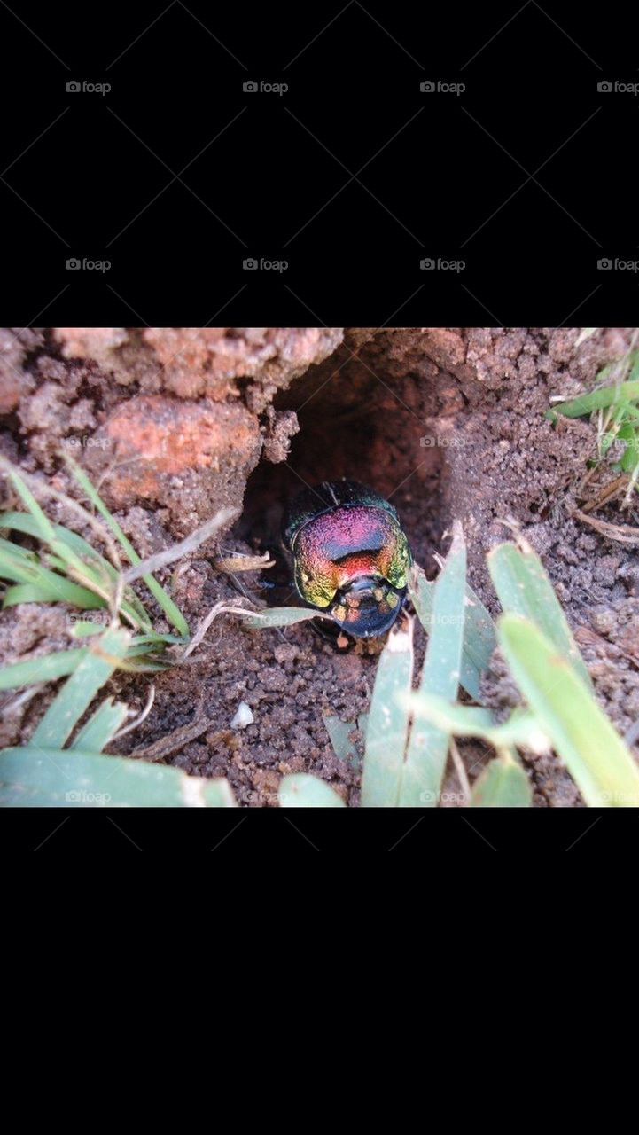 Rainbow Scarab Beetle