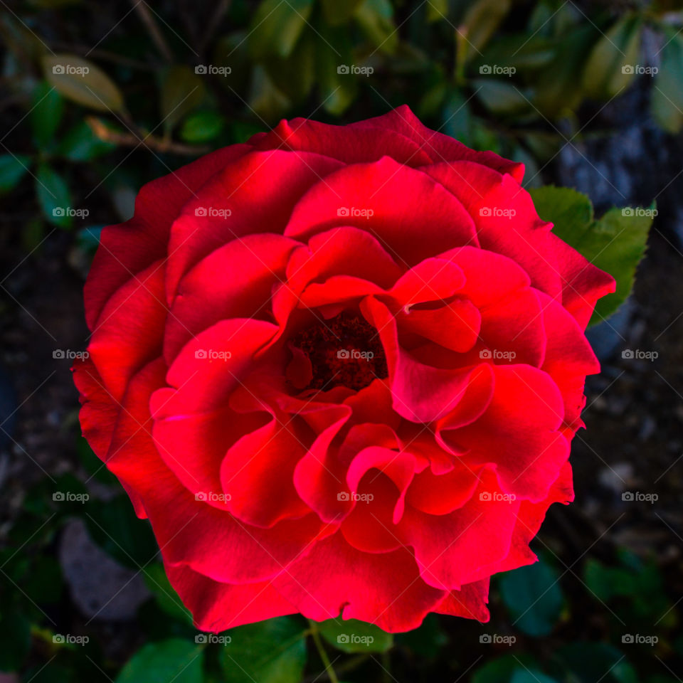 My Life is Brilliant. A rose in bloom in Sedona , Arizona taken with a Nikon D3200