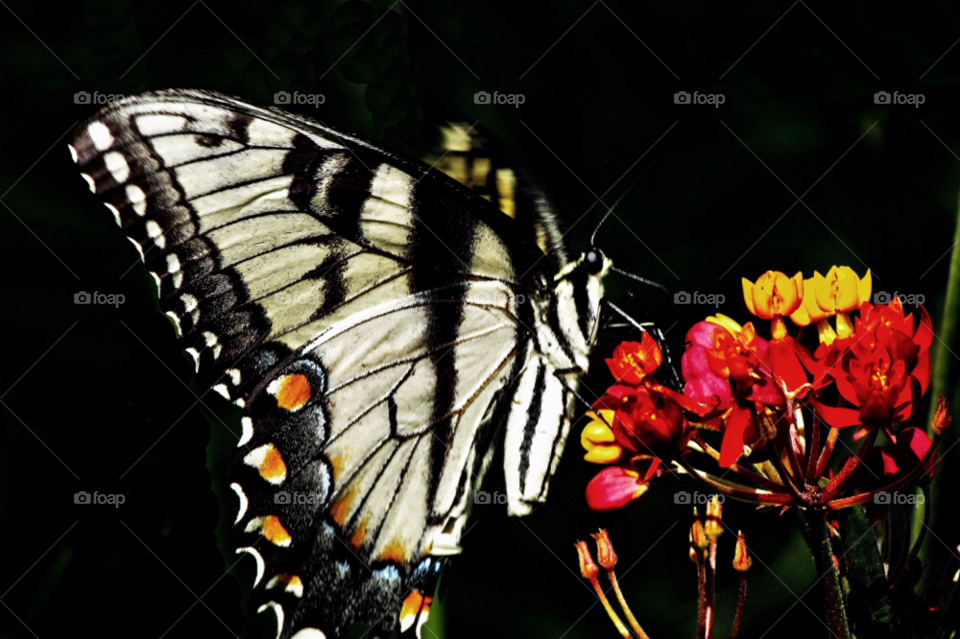 flower butterfly vivid by landon