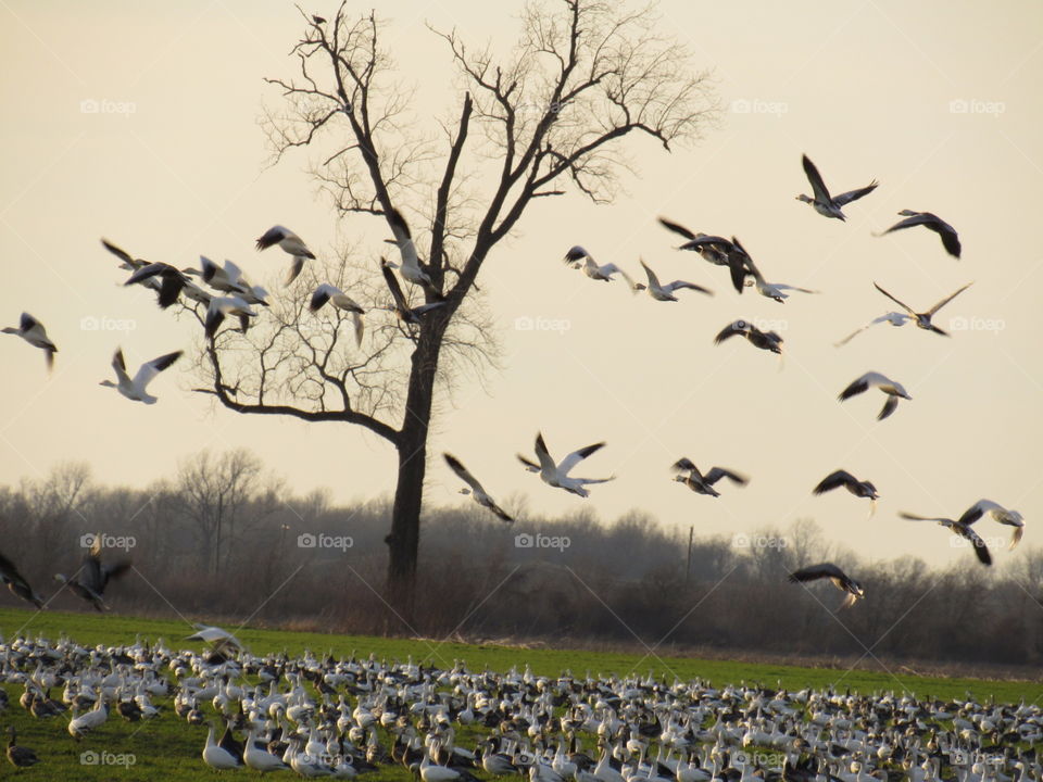 Snow geese heading east