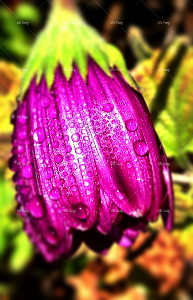 purple bud bloom depth of field by probie15