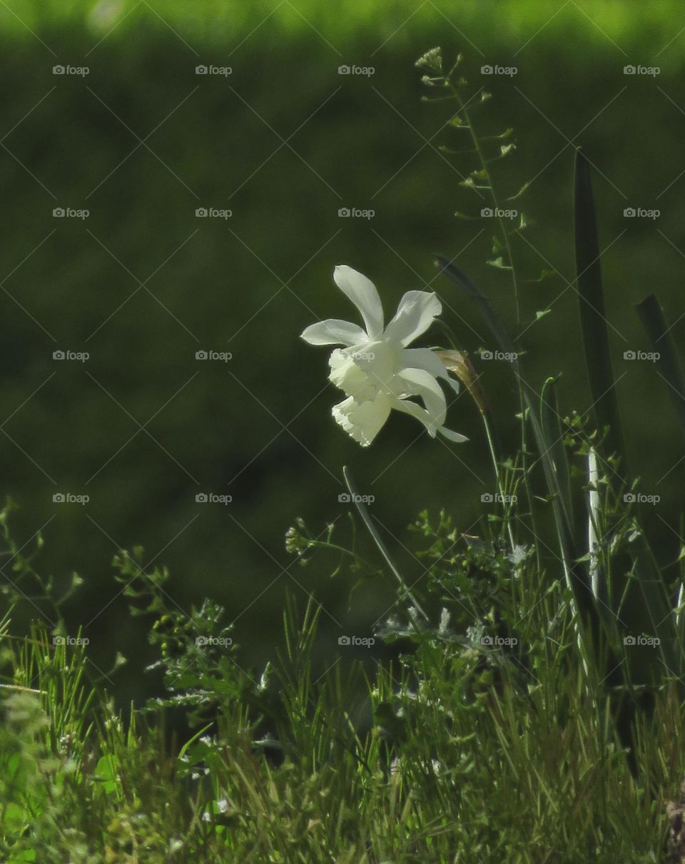 Wild Daffodils 