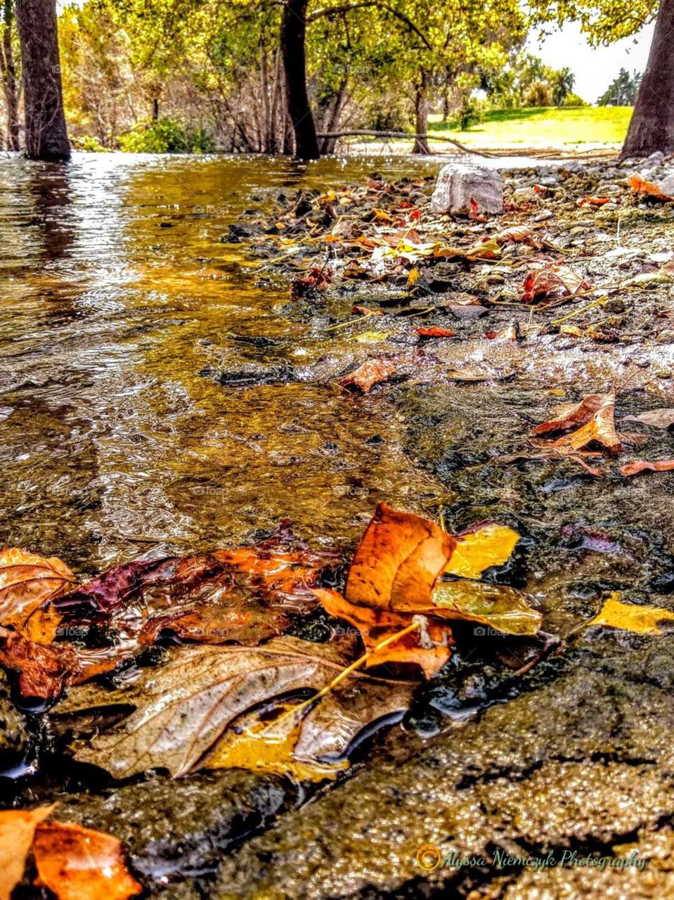 Beautiful Autumn blown leaves, kissed by the water "Reflect Awhile". Steady ripples, cozy breeze and nature.