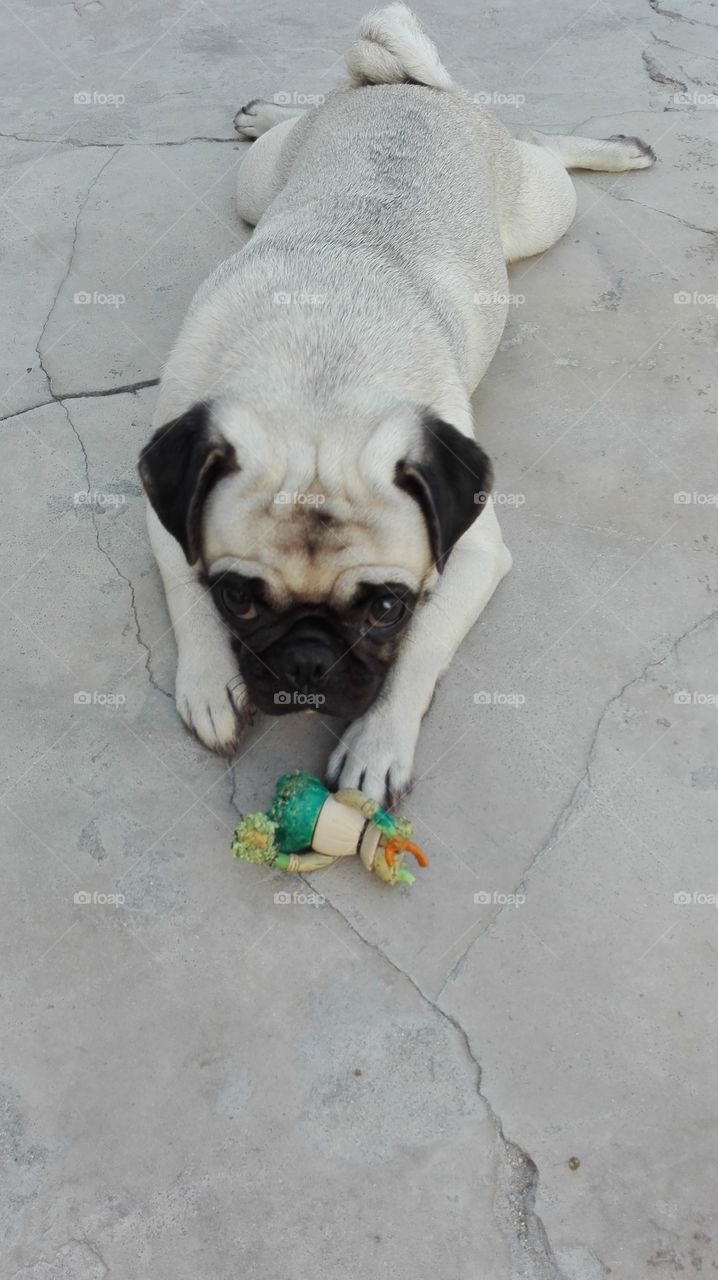 a pug dog playing in the yard