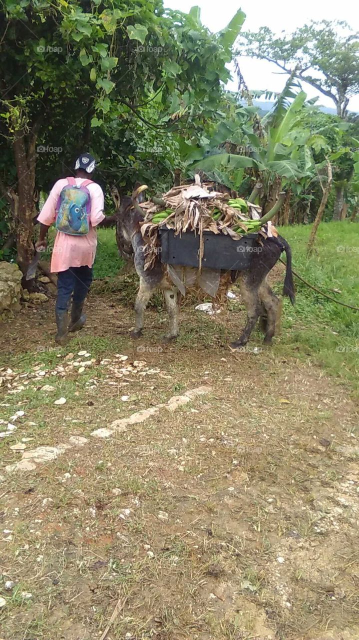 loading the donkey with food from the fields