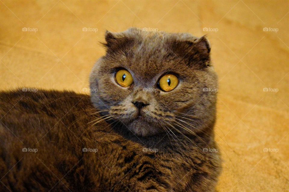 British Blue Shorthair