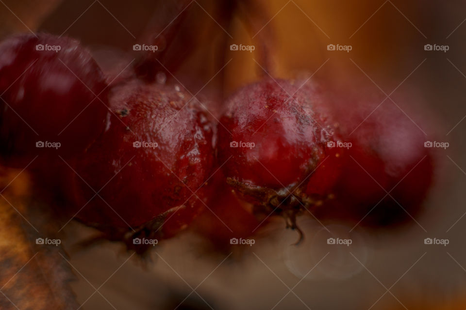 Autumn hawthorn berries macro photo