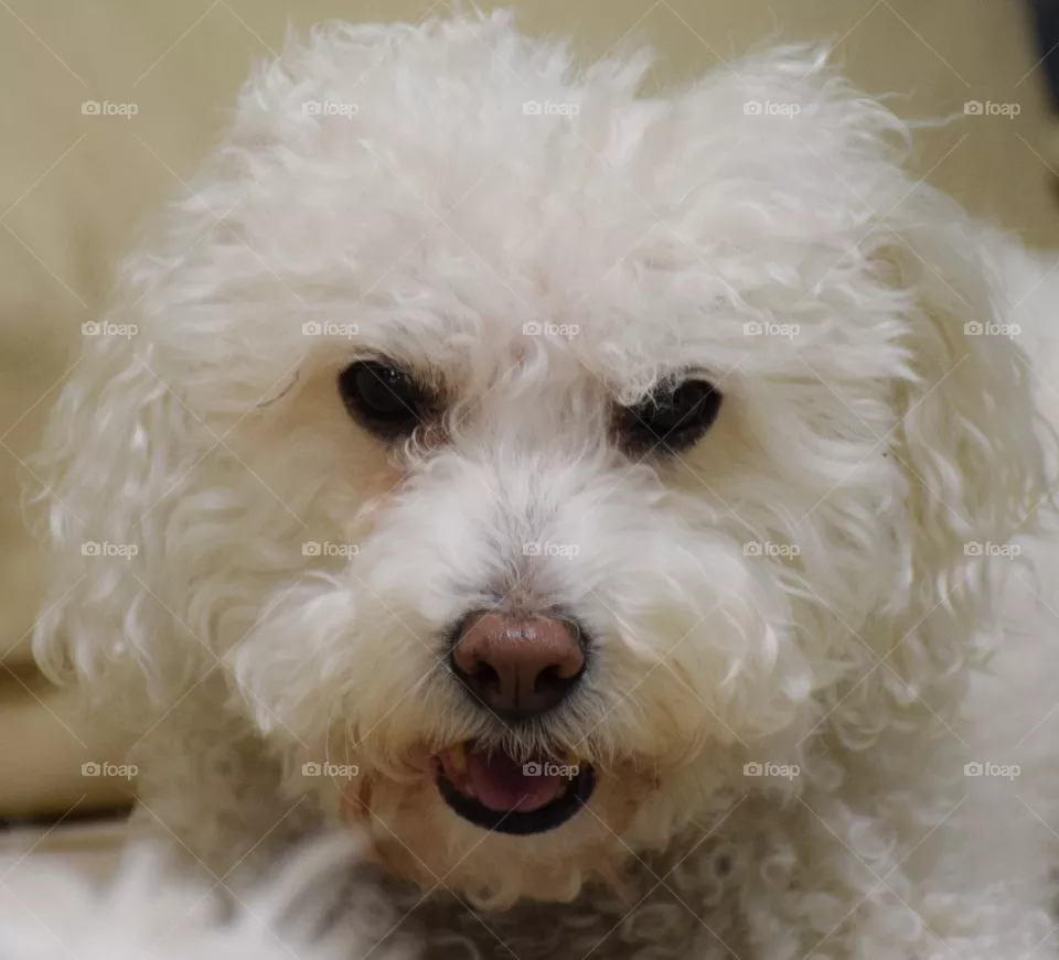 Teddy
