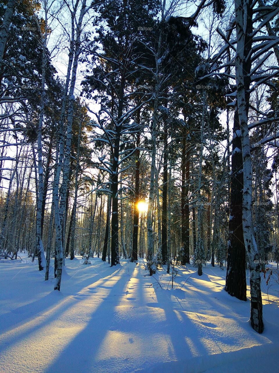 Sunrise in winter woodland