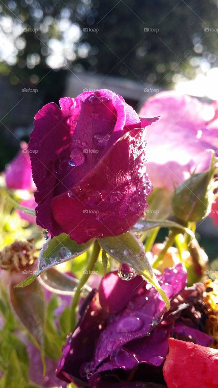 wet rose