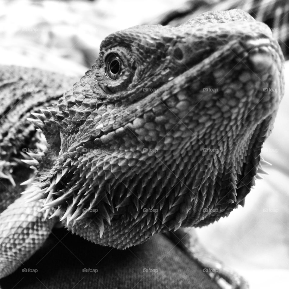 Bearded dragon in black and white 