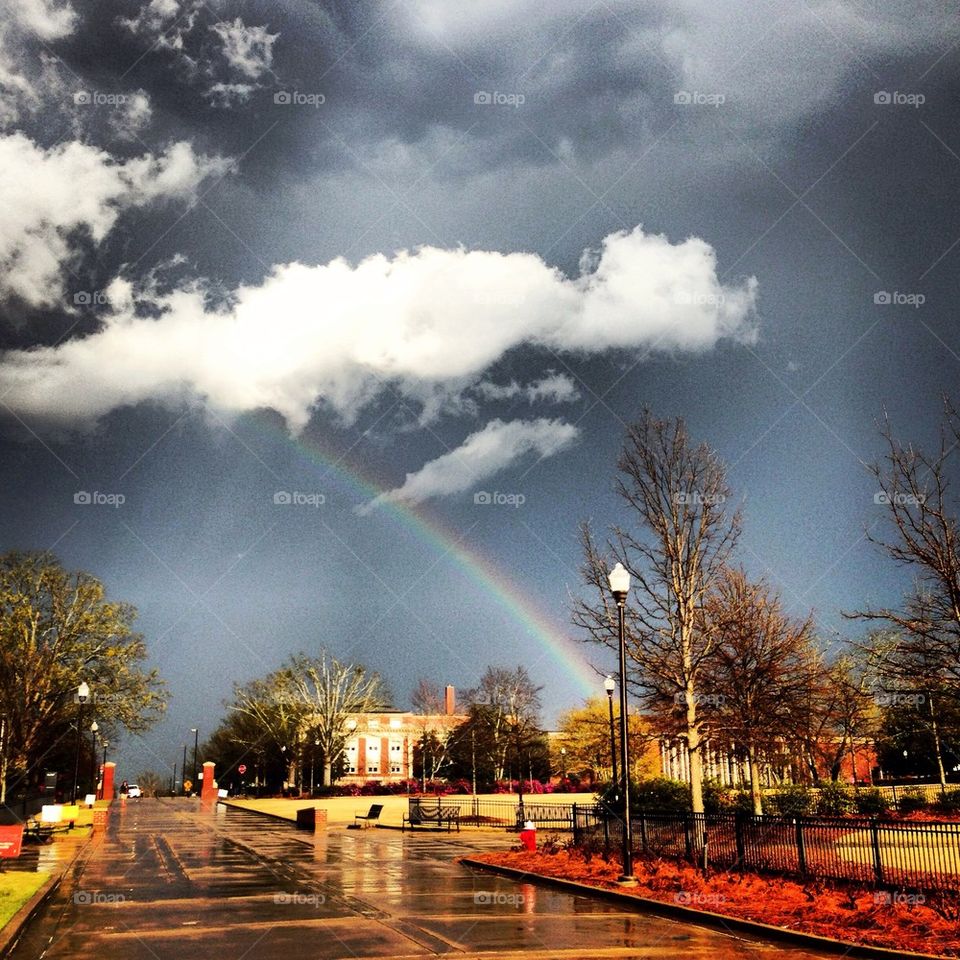 Auburn Rainbow