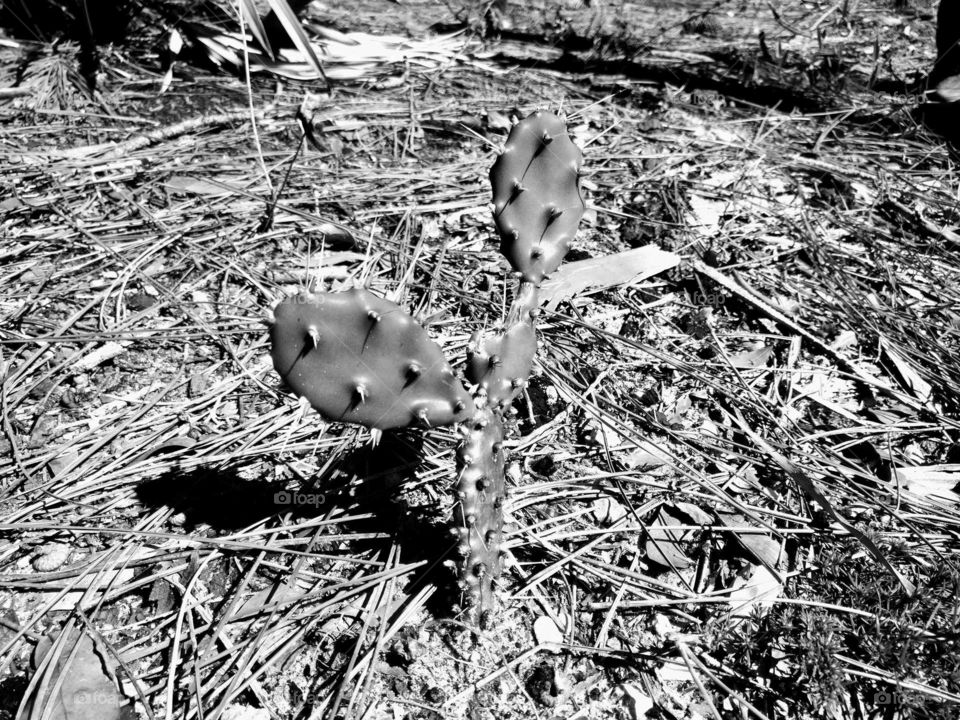 black & white cactus