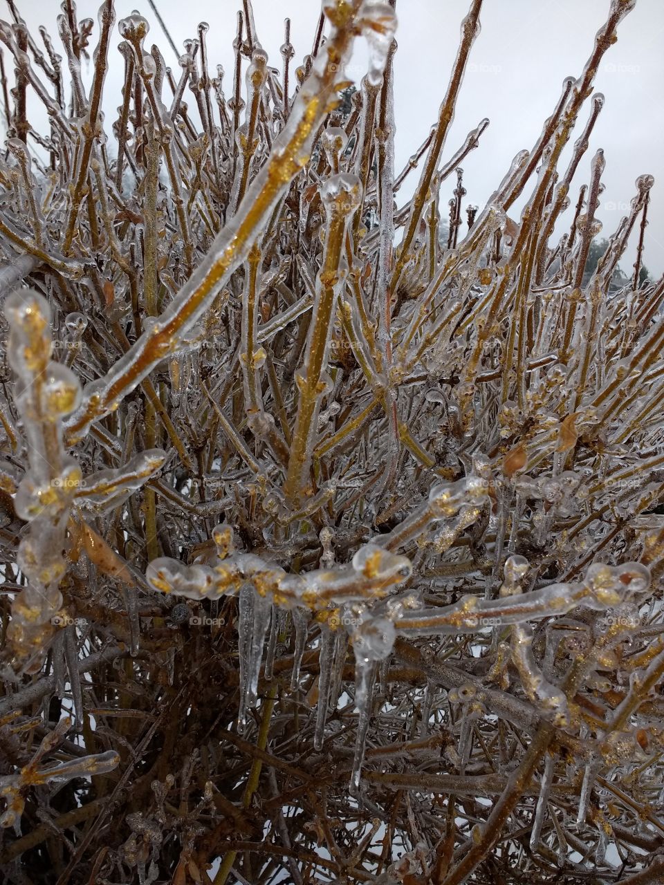 frozen bush limbs