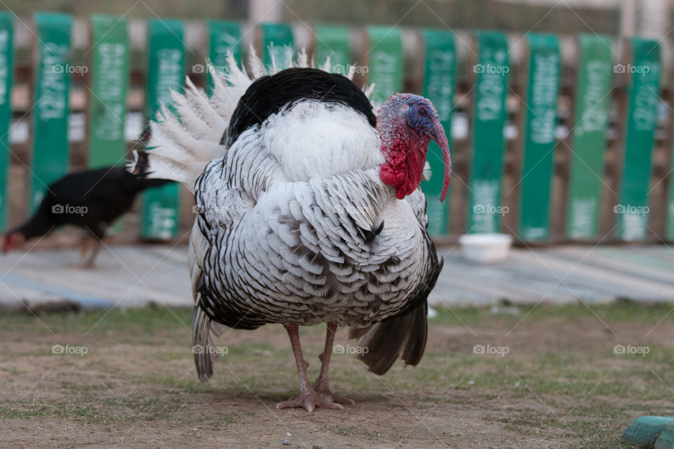 Bird, Animal, Poultry, Beak, Nature