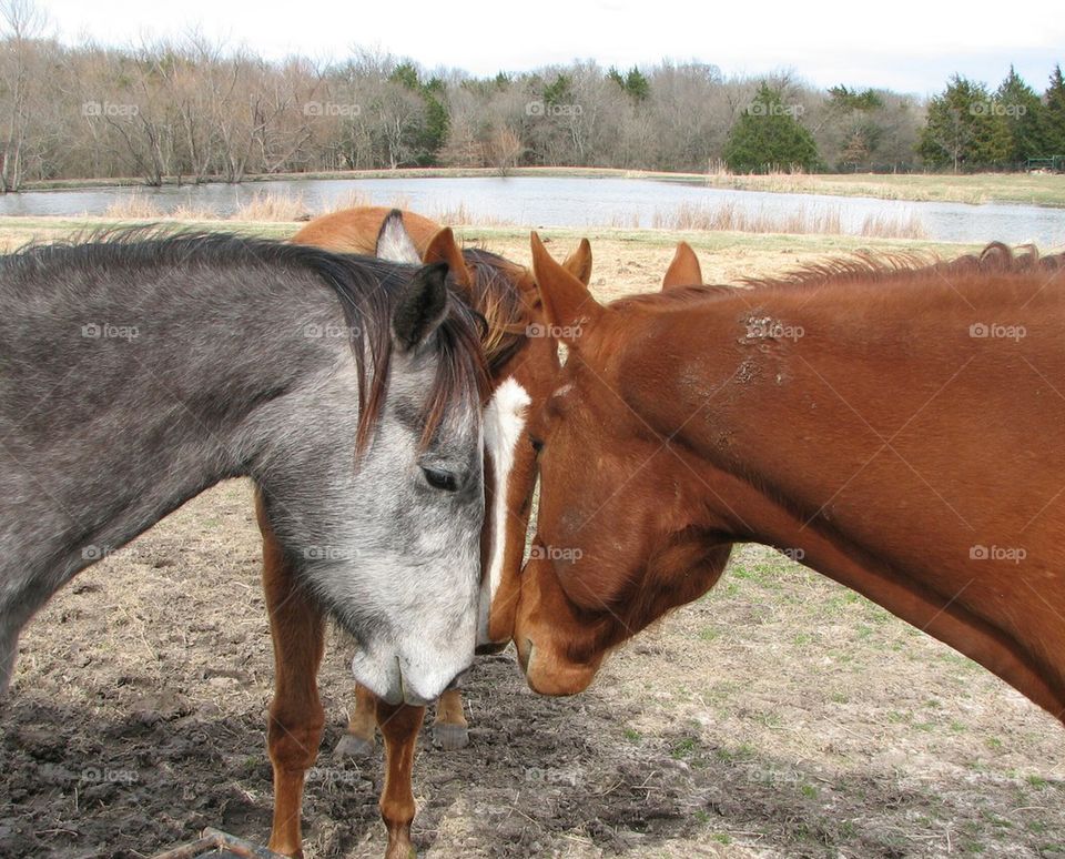 mare and her daughters 