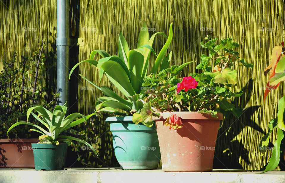 Close-up of plants in pot