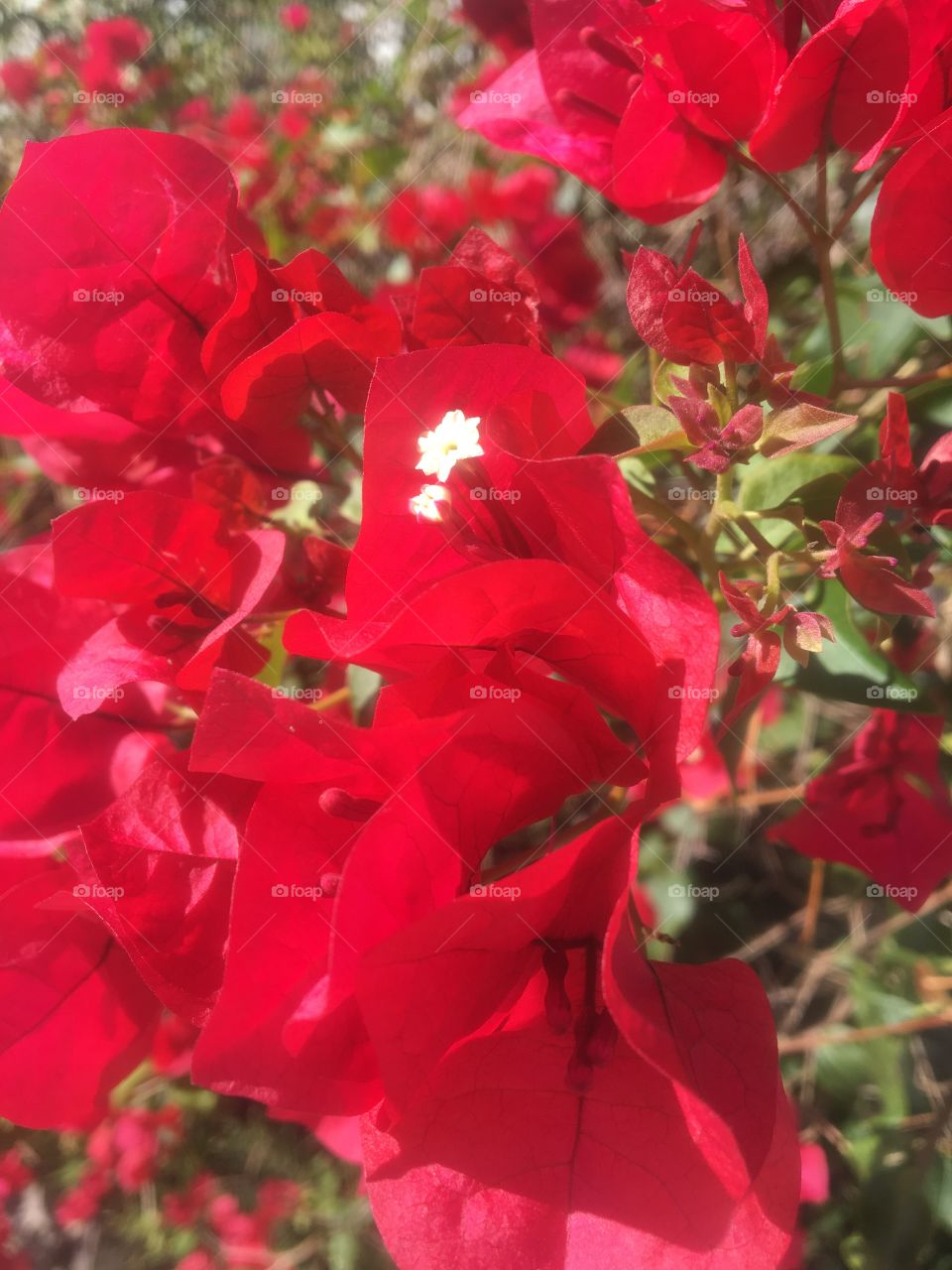 Red bougainvillea 