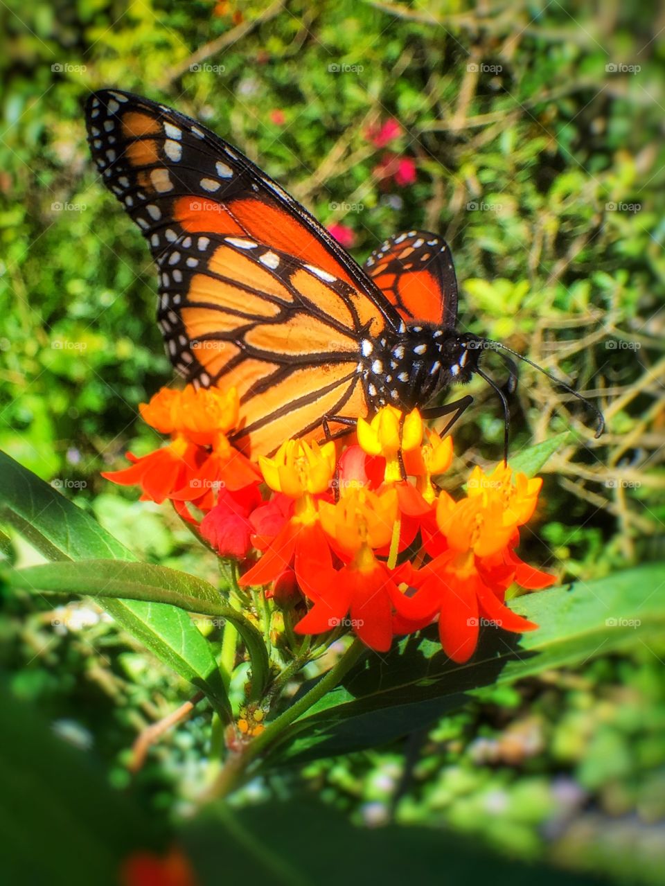 Monarch butterfly pollinating on flower