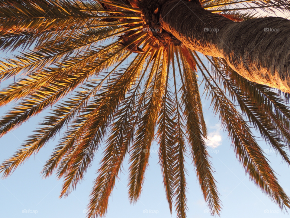 sky tree palm arbol by jemap