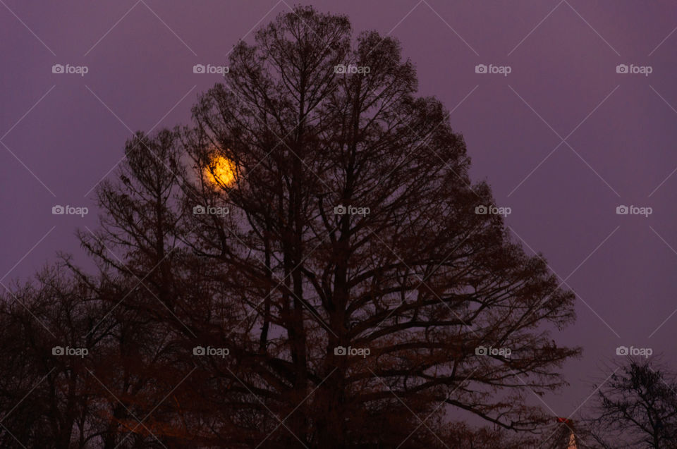 Orange moon