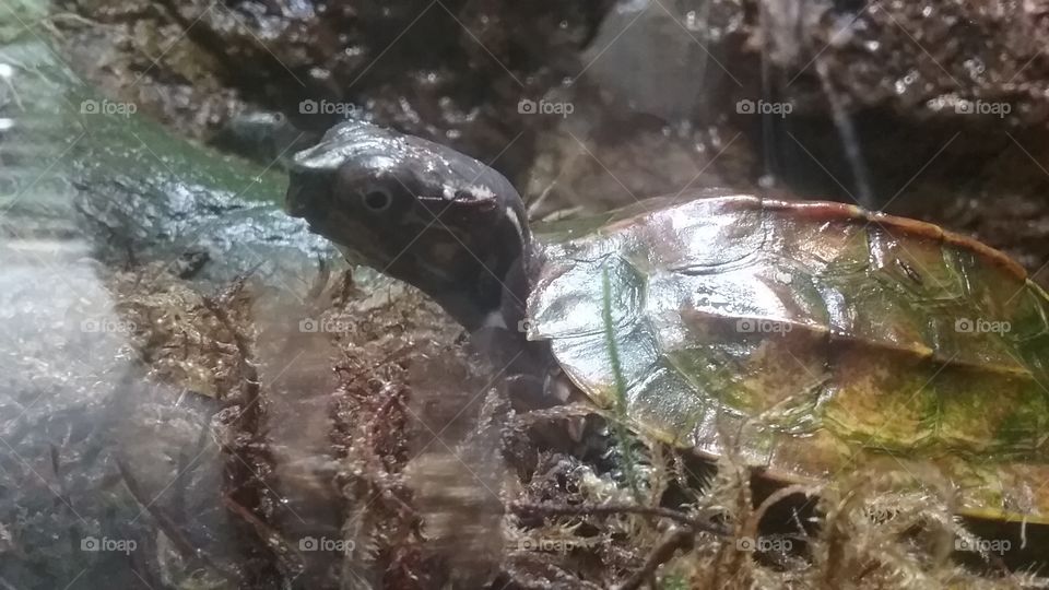Turtle