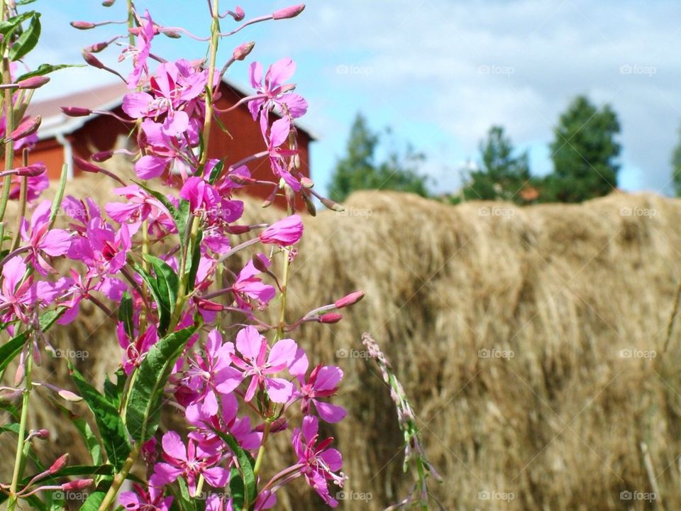 Flowers and hay