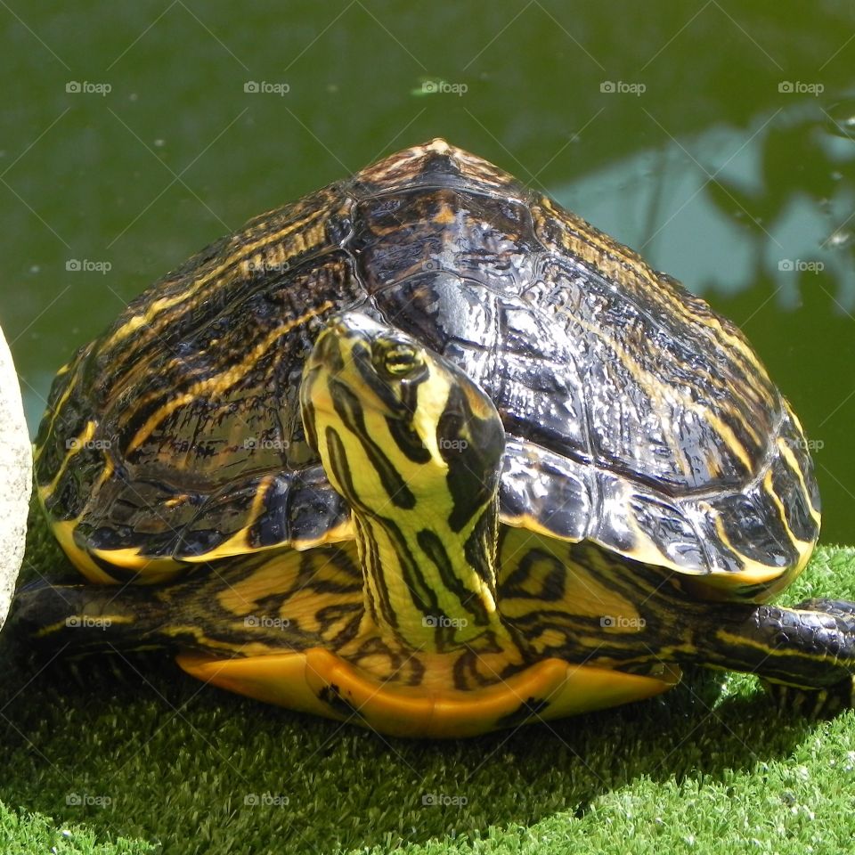 Trachemys scripta turtle