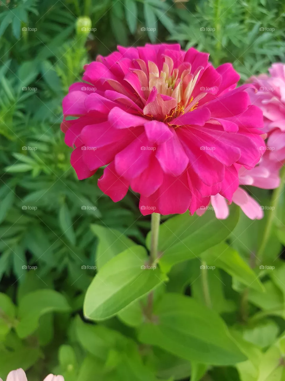 Zinnia  in the garden