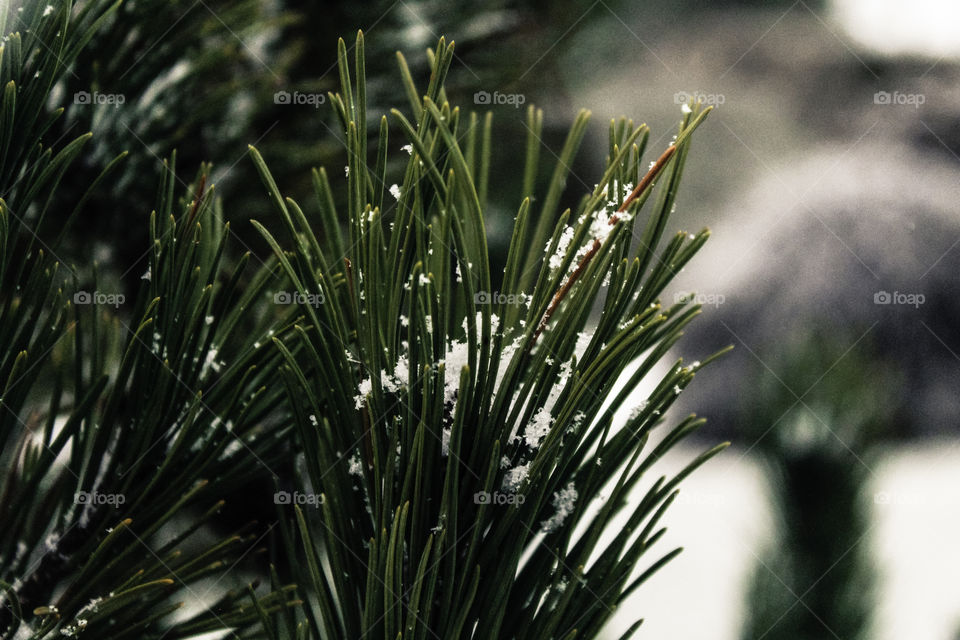 Pine Tree in Winter