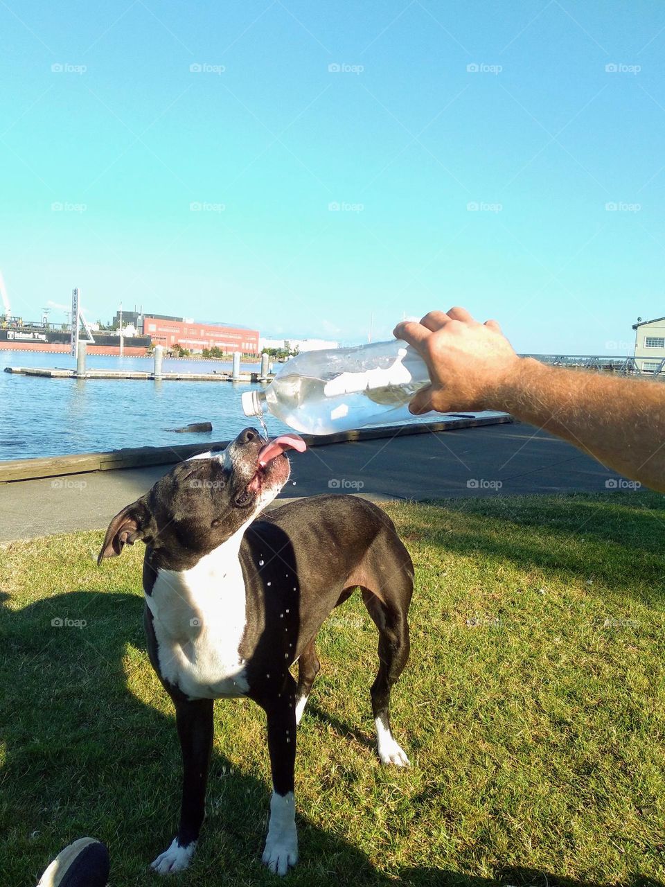 A hot summer day and a thirsty dog. She learns quickly how to quench her thirst drinking from a water bottle.