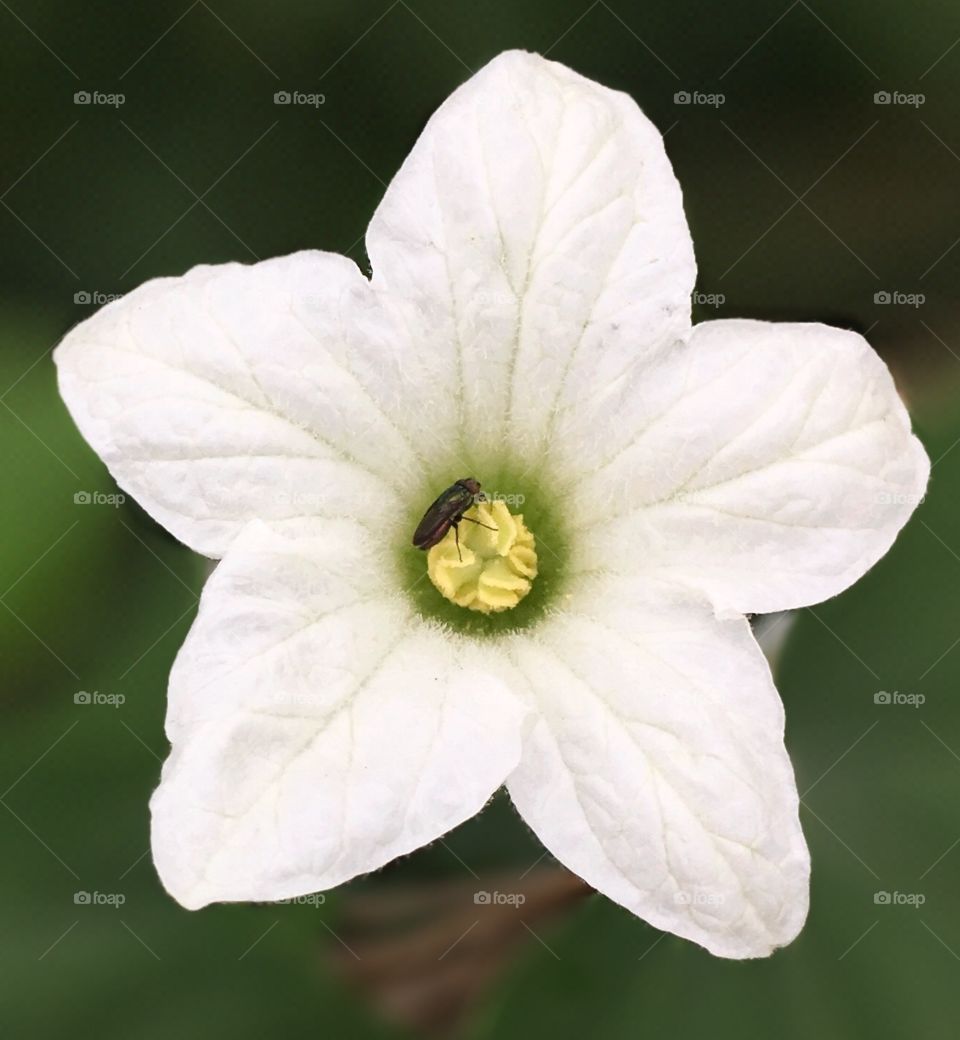This is a beautiful weed flower.