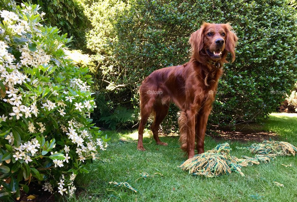 Red Setter destroying a rope toy in the garden ...
