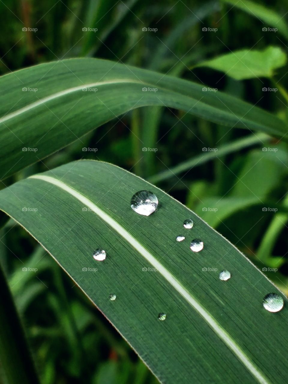 water drops