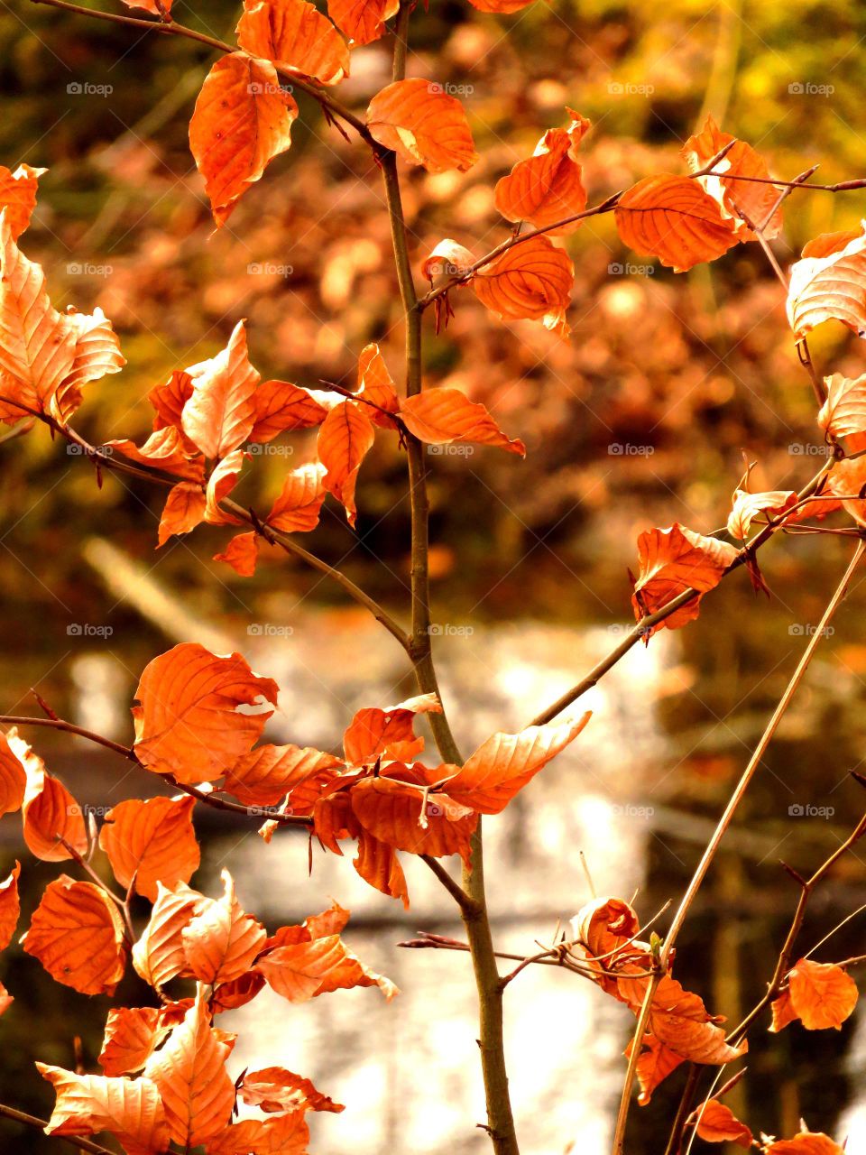 View of autumn leaves