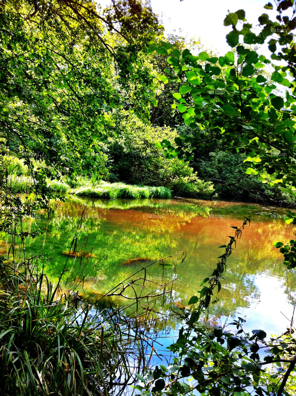 green plants nature trees by binkyboo