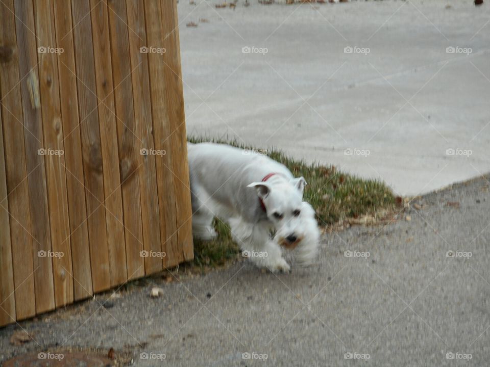 I'll be coming around the mountain when I come