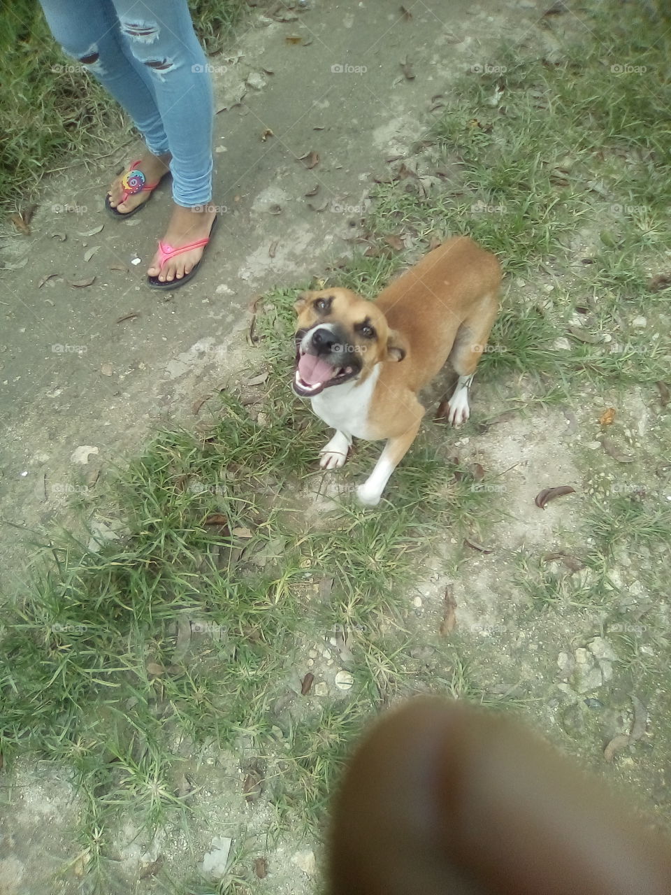 this is my neighbor dog but she loves so much every time she see us she runs out to met us