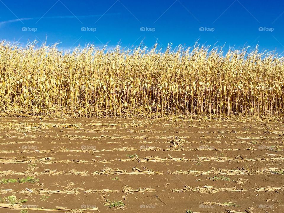 Corn Grows Under Blue Sky. Tall corn stalks grown on a farm in the sun