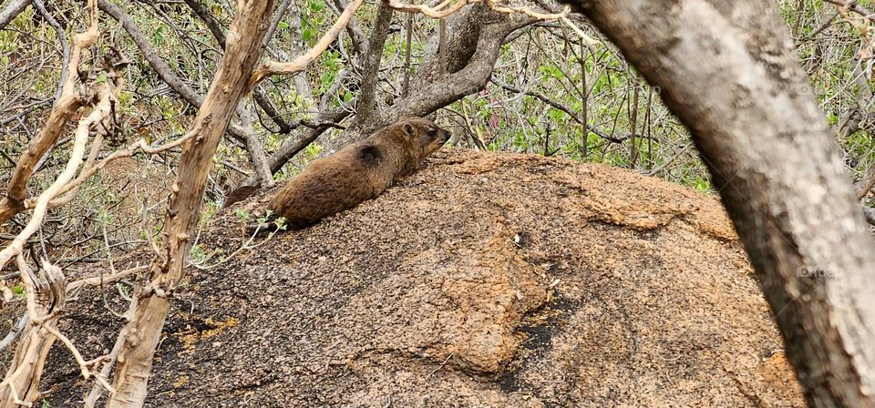 Dassie relaxing on a rock underneath tree branches in South Africa